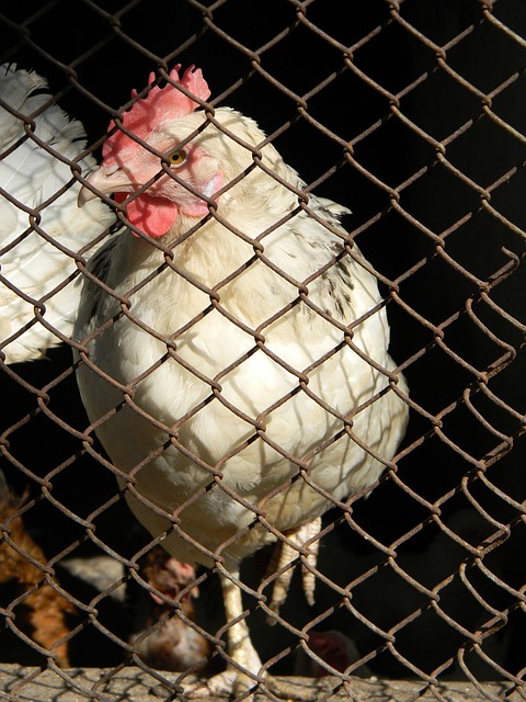 缺乏社会足 缺乏社会足