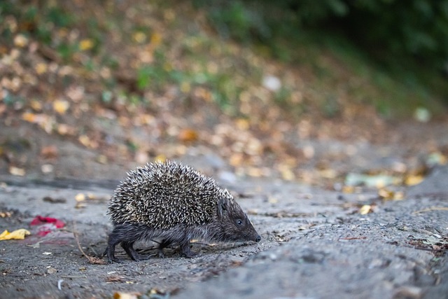 组成荷兰帮吗？曼联名宿：球队应买来西蒙斯，他能为队友创造机会.